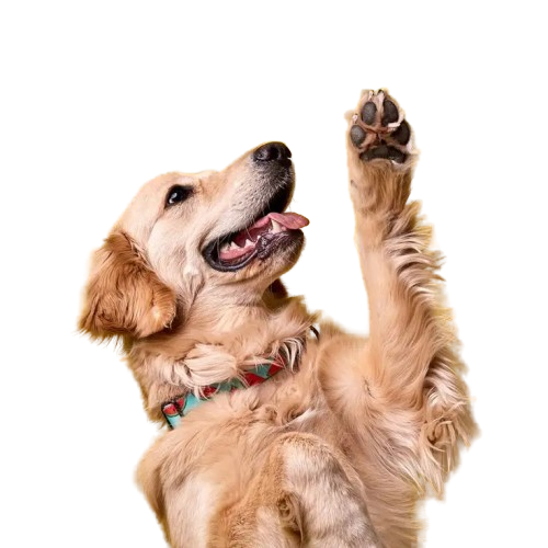 Dog bathing services