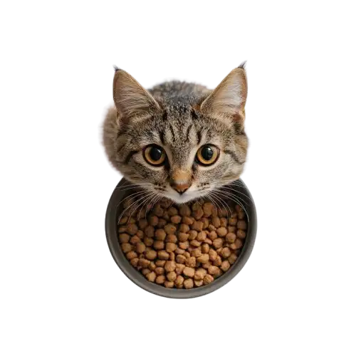 cat food price