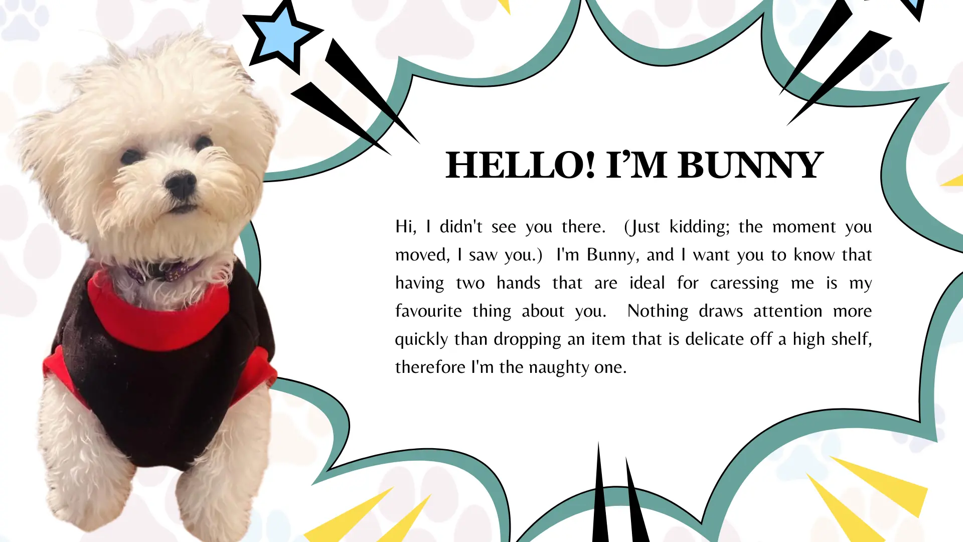 dog grooming services near me